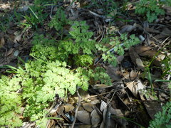 Anthriscus caucalis