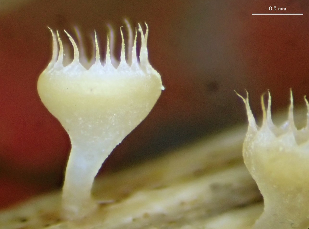 Cyathicula