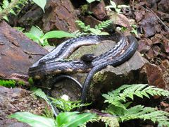 Chironius grandisquamis