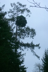 Arceuthobium douglasii