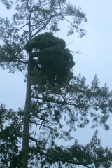 Arceuthobium douglasii