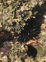 Echinometra oblonga