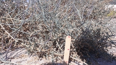 Haloxylon salicornicum