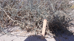 Haloxylon salicornicum