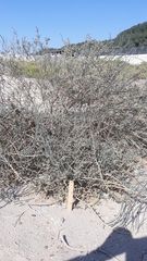 Haloxylon salicornicum