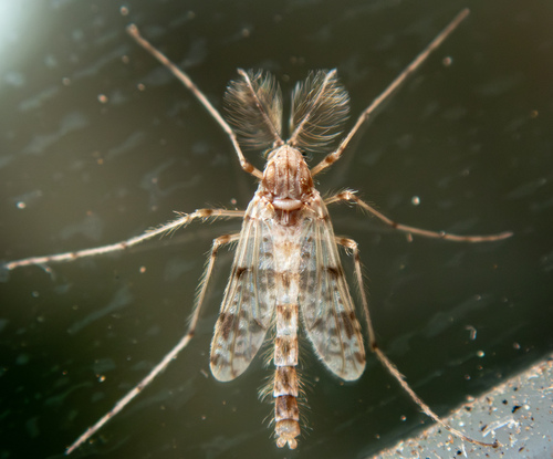 Thienemannimyia barberi photo 5