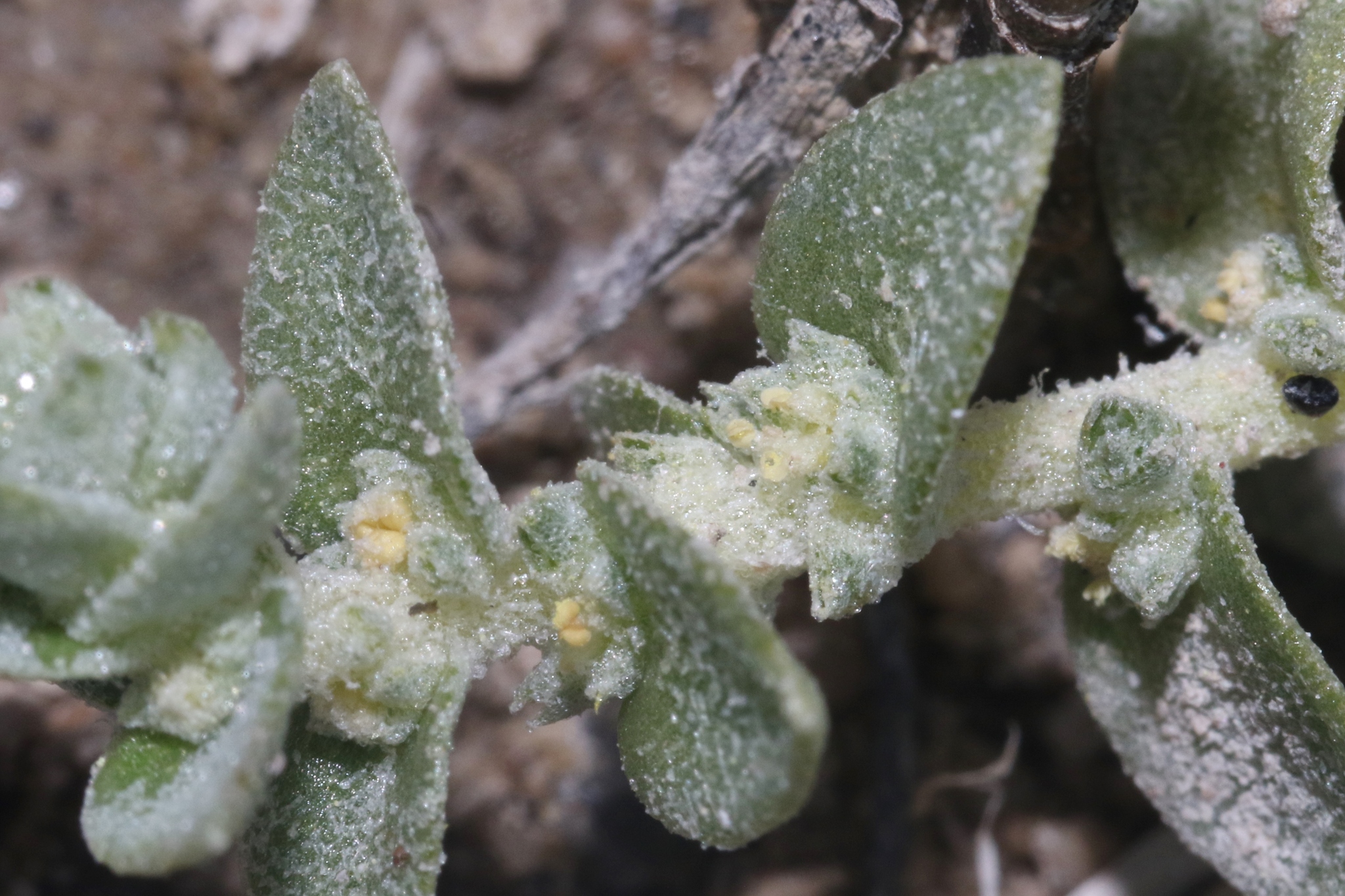 Atriplex pusilla