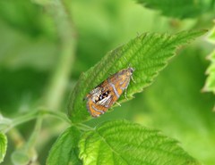 Olethreutes arcuella