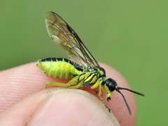 Tenthredo mioceras