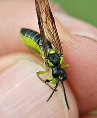 Tenthredo mioceras