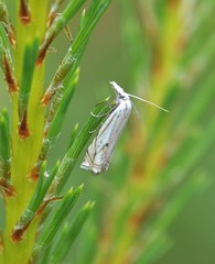 Crambus lathoniellus