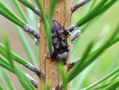 Prosternon tessellatum