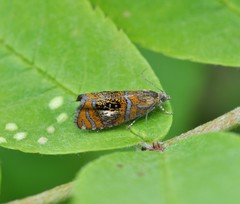 Olethreutes arcuella