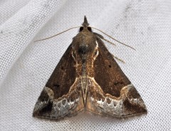 Hypena crassalis