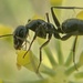 Camponotus foreli - Photo (c) hasenzahn, μερικά δικαιώματα διατηρούνται (CC BY-NC)