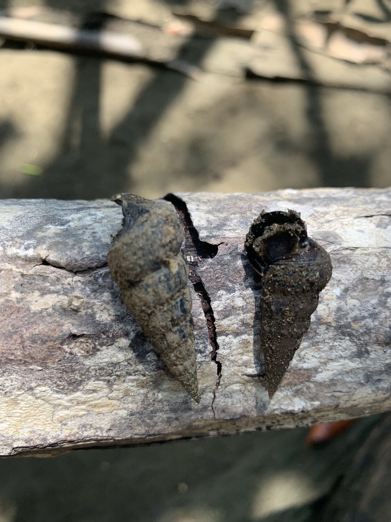 Cerithideopsis montagnei