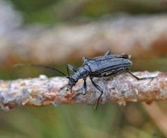 Oxymirus cursor