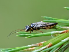 Acantholyda posticalis