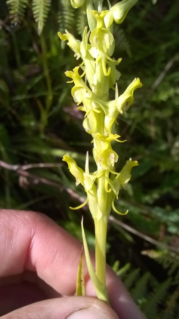 Roeperocharis wentzeliana