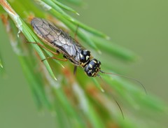 Acantholyda posticalis