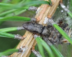 Prosternon tessellatum