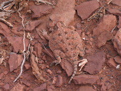 Phrynosoma hernandesi