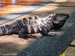 Ctenosaura oedirhina