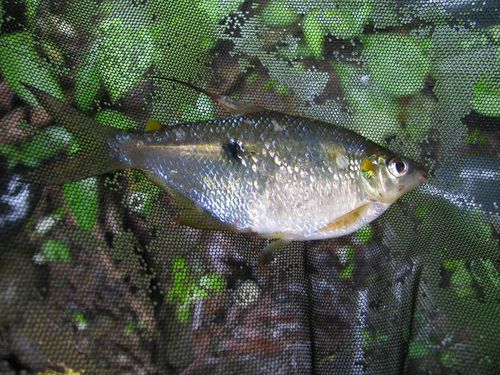 Lesser rhoadsia (Rhoadsia minor) — Characidae — 4