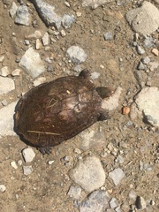 Rhinoclemmys pulcherrima rogerbarbouri