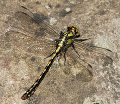 Ophiogomphus carolus