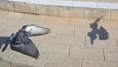 Columba livia domestica