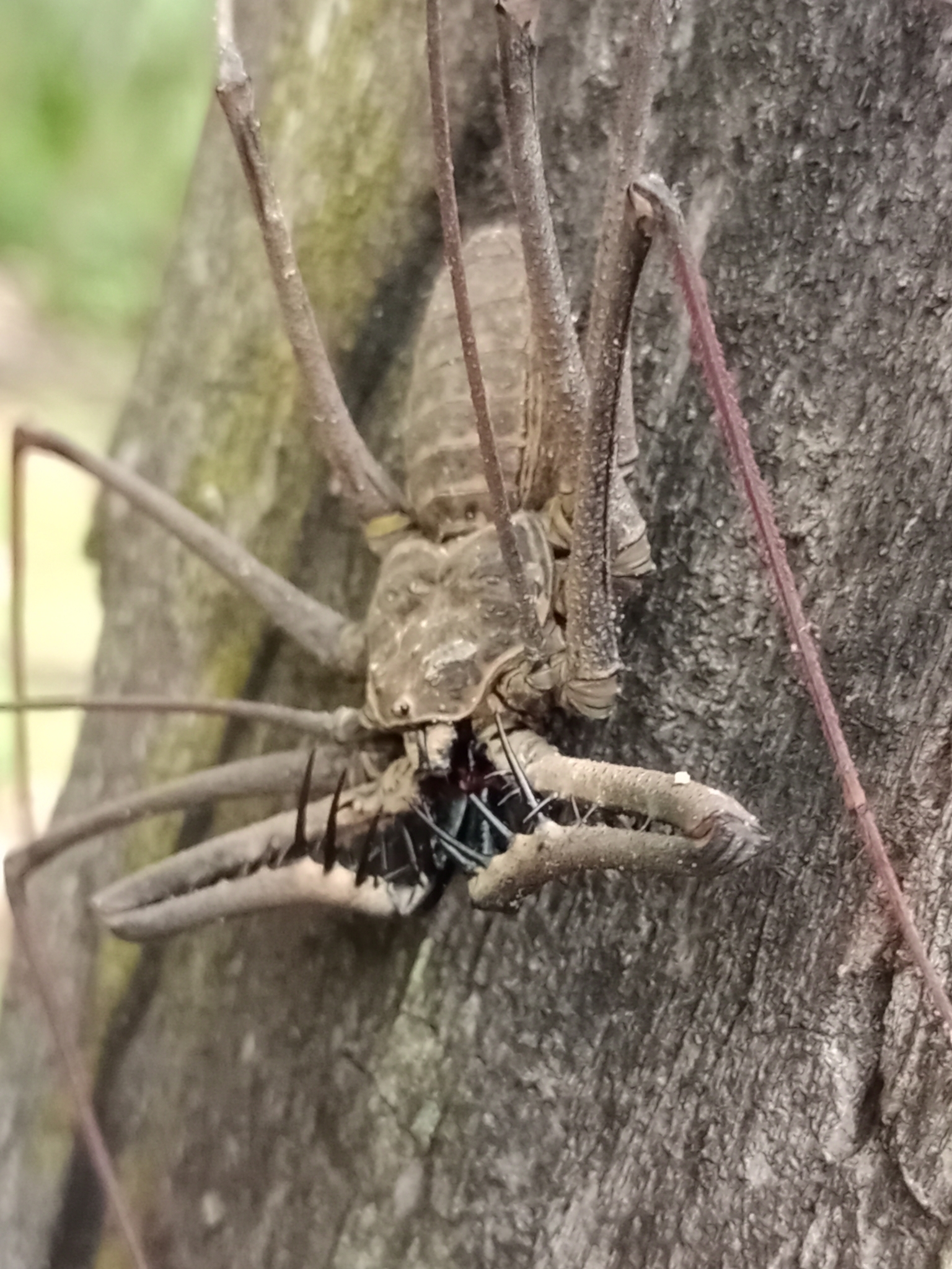 Heterophrynus batesii (Butler, 1873)