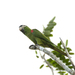 Noble Macaw - Photo (c) eduardovieira17, some rights reserved (CC BY-NC), uploaded by eduardovieira17