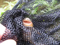 Chaetostoma bifurcum