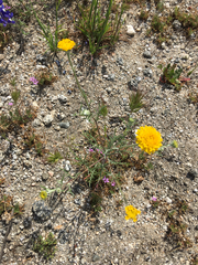 Chaenactis glabriuscula glabriuscula