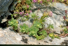 Hylotelephium anacampseros
