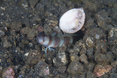Amblyeleotris arcupinna