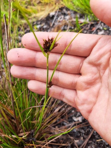 Rhynchospora chinensis ssp. spiciformis