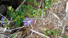 Viola capillaris
