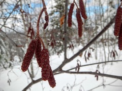 Alnus incana rugosa