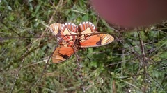 Acraea goetzei
