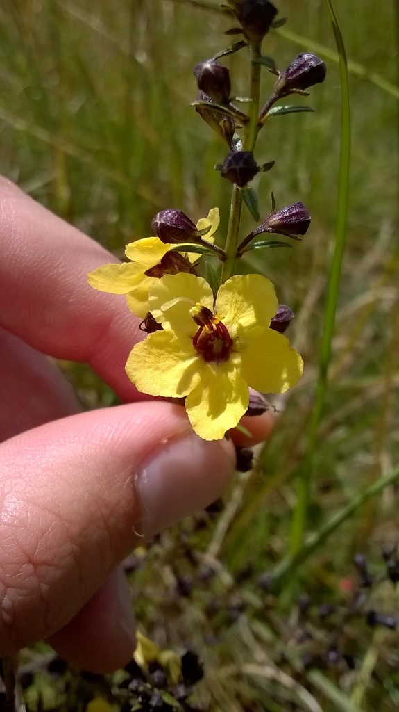 Sopubia eminii