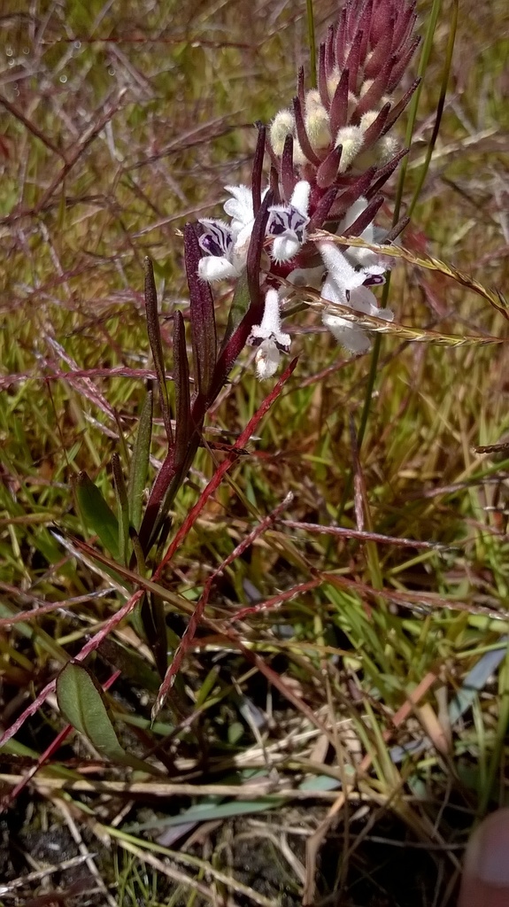Aeollanthus subacaulis