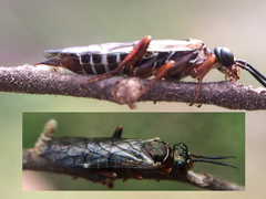 Macroxyela aenea