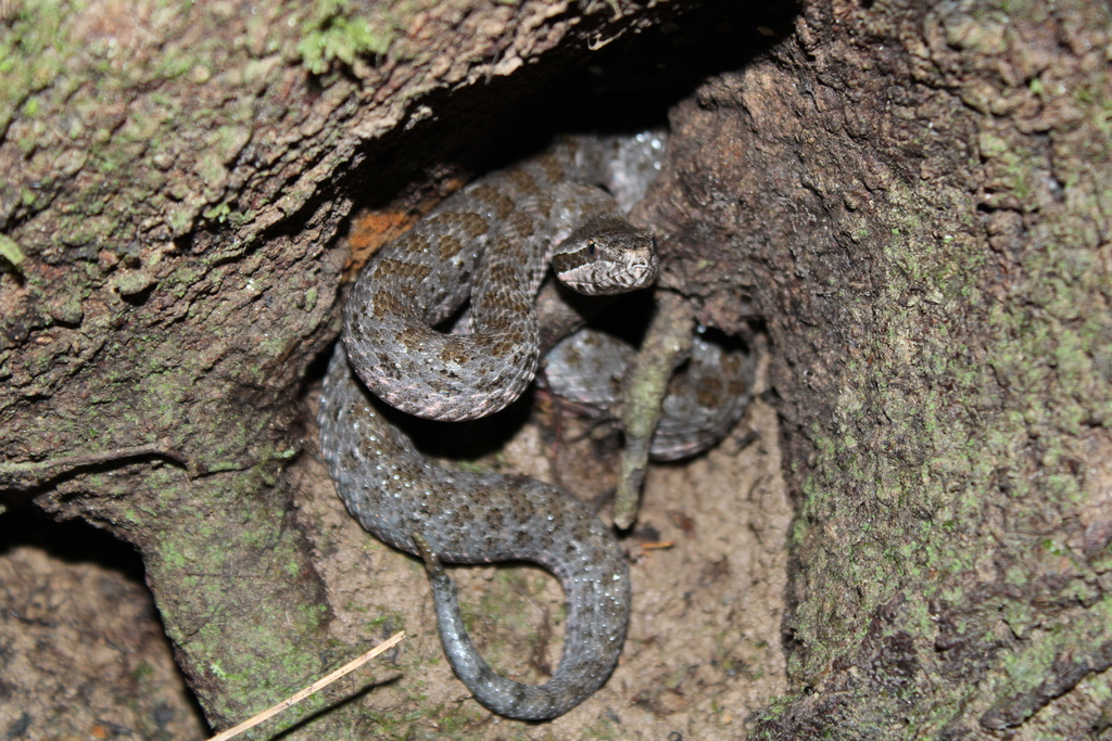 Campbell's Rattlesnake