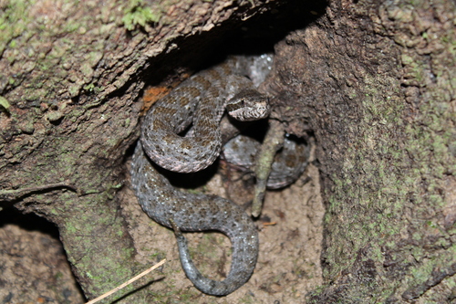 Campbell's Rattlesnake