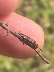 Macroxyela aenea