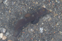 Cryptocentrus fasciatus