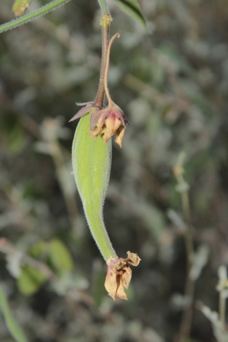 Image of Funastrum torreyi by (c) Arturo Castro Castro, some rights reserved (CC BY)