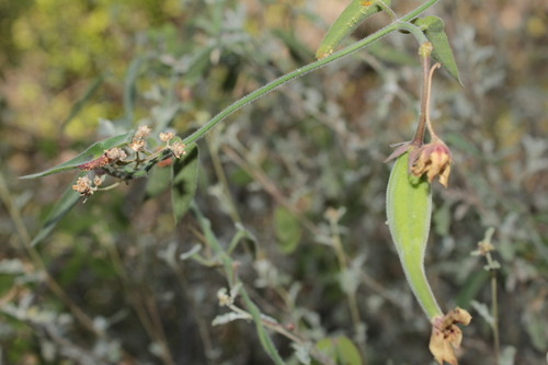 Image of Funastrum torreyi by (c) Arturo Castro Castro, some rights reserved (CC BY)